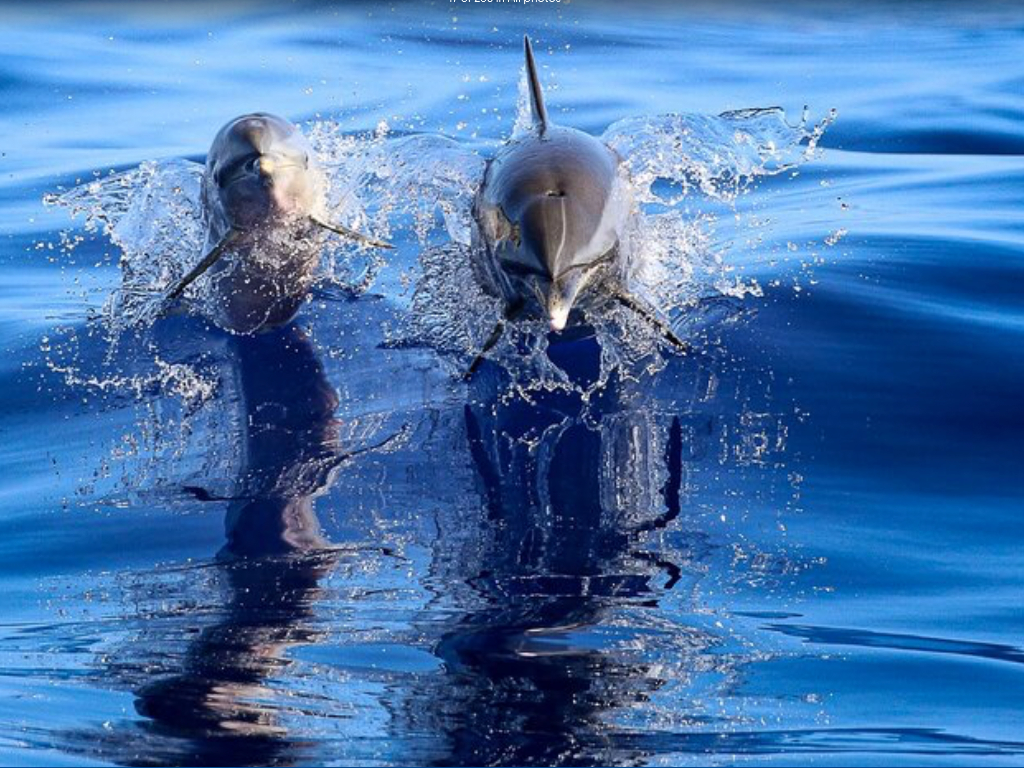adventures-photo-Dolphin Adventures