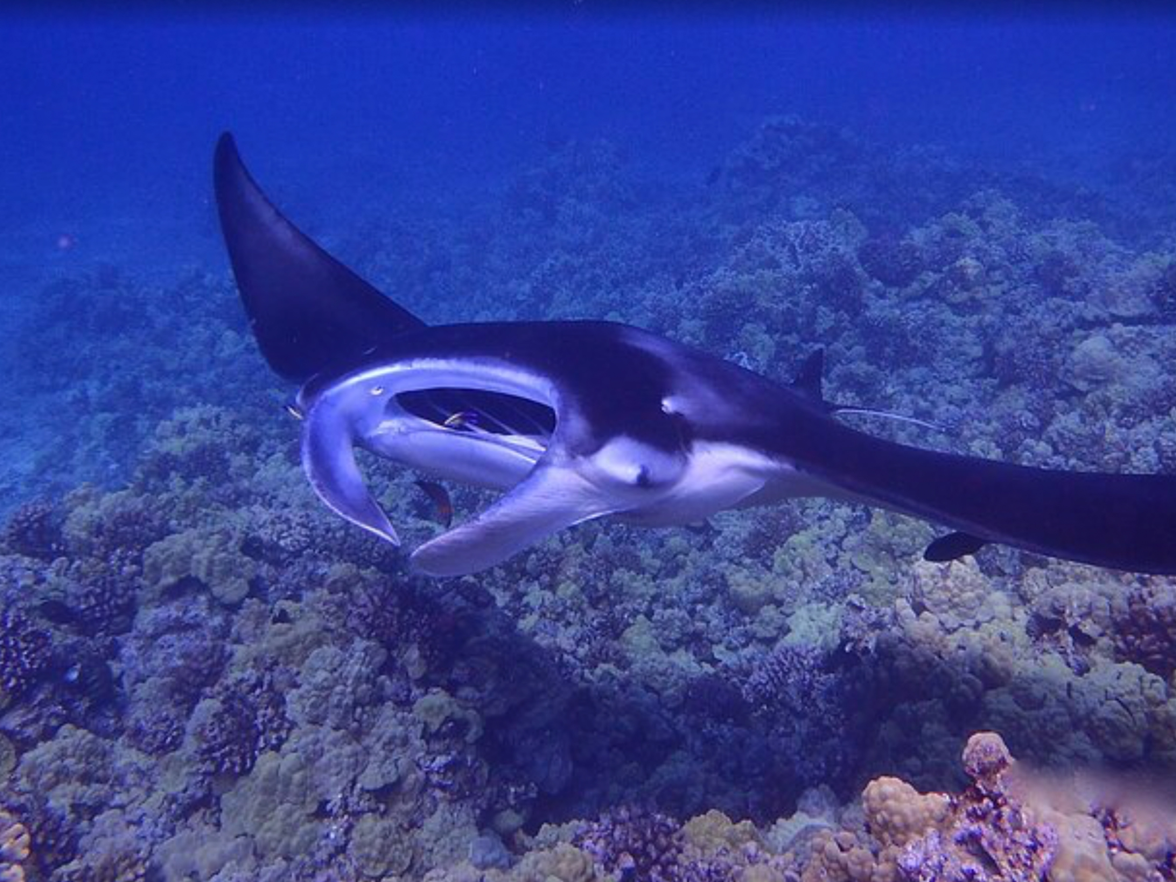 attractions-photo-Manta Rays